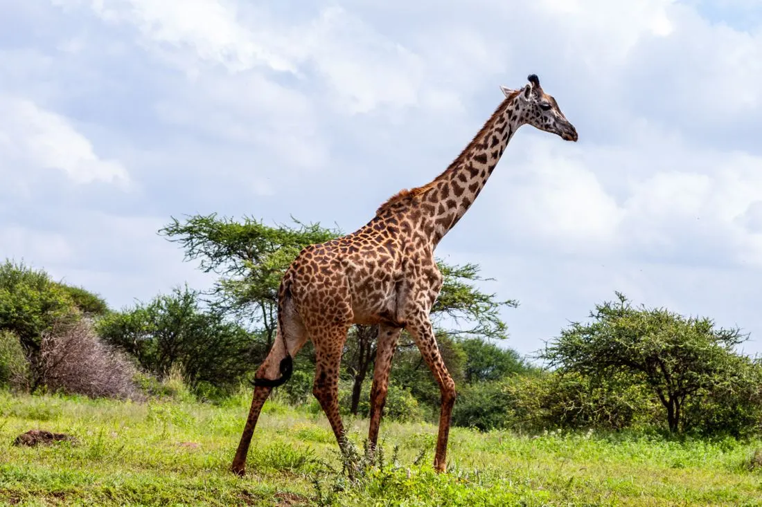 A giraffe walking through a green landscape in Kenya