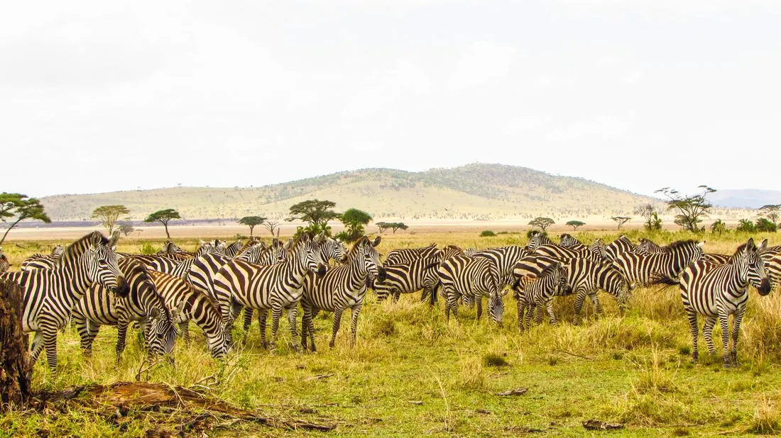 Zebras grazing on the Serengeti plains of Tanzania
